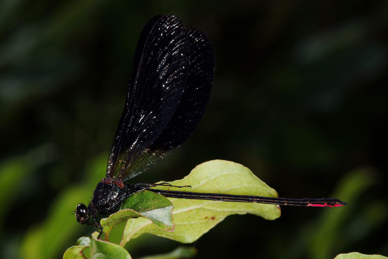 Da determinare 3 - Calopteryx haemorrhoidalis